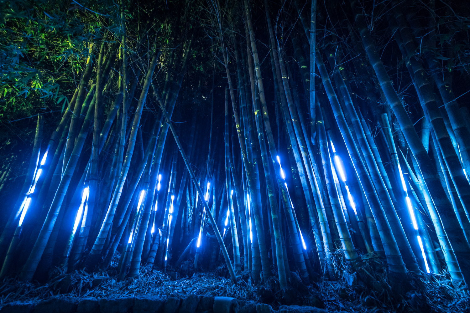 bambu led dell'orto botanico che illuminano di blu una tappa del percorso di anima mundi