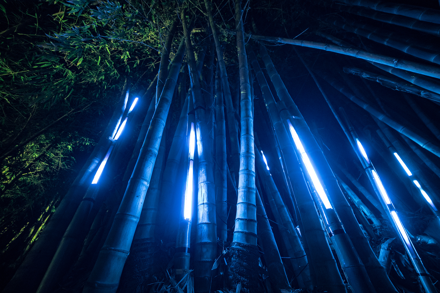 vista del light design dal basso dei bambu led dell'orto botanico di palermo per anima mundi