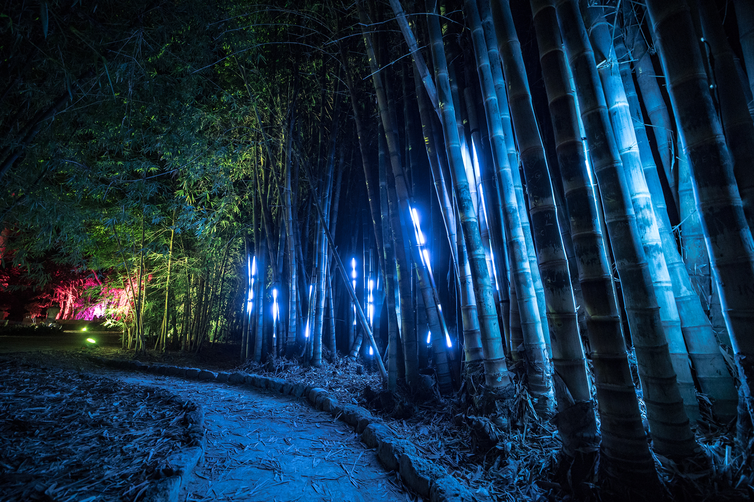 light design blu dei bambu dell'orto botanico di palermo per anima mundi